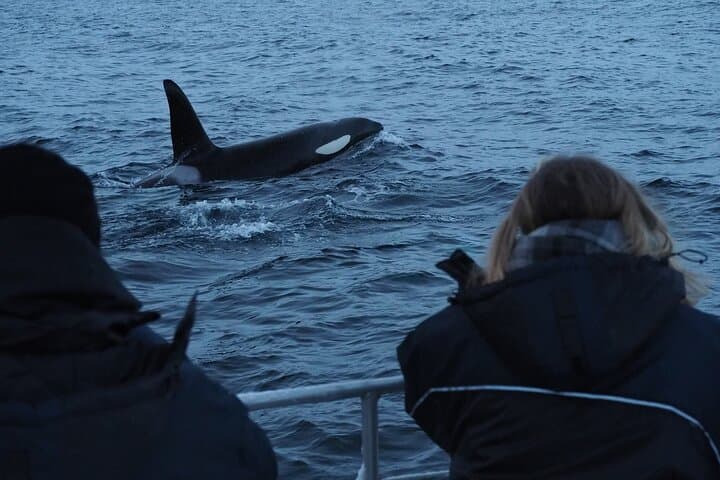 Arctic Whale Watching in Altafjord: Orcas, Humpbacks & Fjord Sailing
