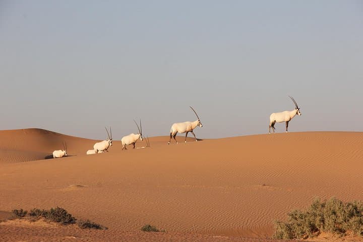 Sunrise Hot Air Balloon and Drone Show over the Dubai Desert photo 6