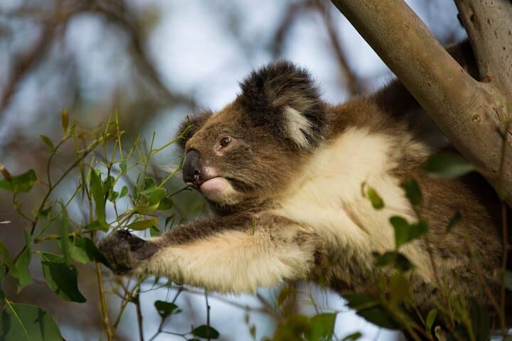 Private Premium Great Ocean Road Tour — Lunch, Koalas & 12 Apostles photo 4
