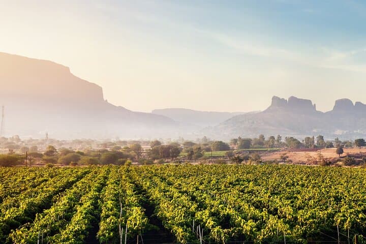 Sula Vineyards Full-Day Private Wine Tour from Mumbai — Tastings, Cellar Tour & Lunch