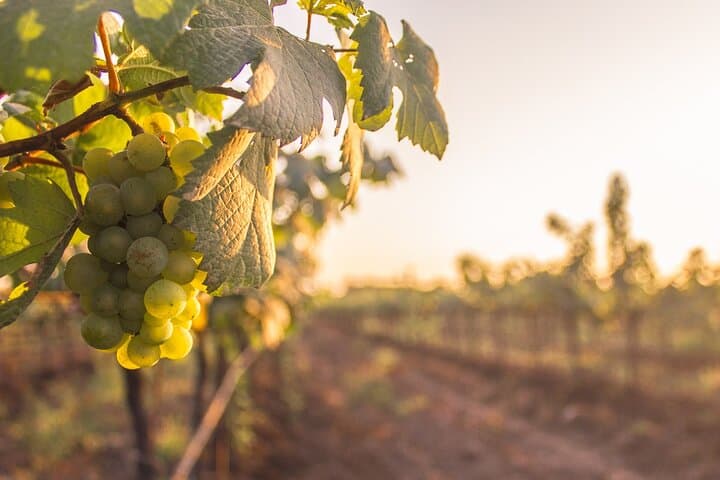 Private Judean Hills Wine Tour from Jerusalem — Ella Valley, Bravdo & Psagot photo 6