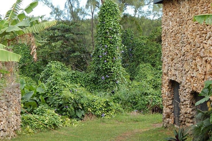Barbados Full-Day Garden Delight: Flower Forest, Hunte's & Andromeda Private Tour photo 5