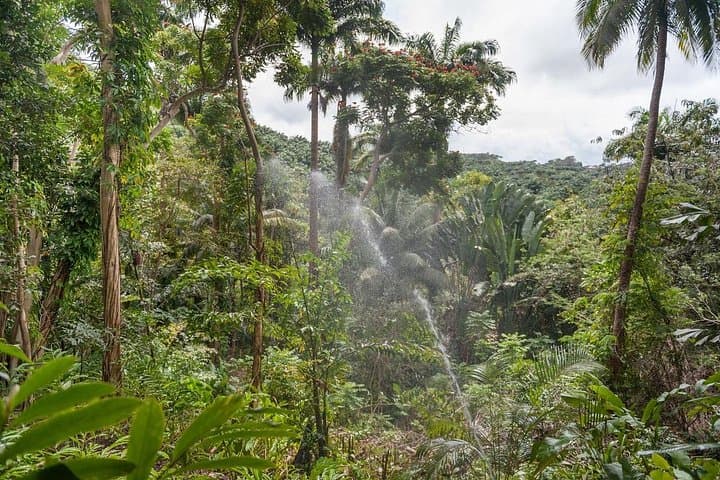 Barbados Full-Day Garden Delight: Flower Forest, Hunte's & Andromeda Private Tour photo 2