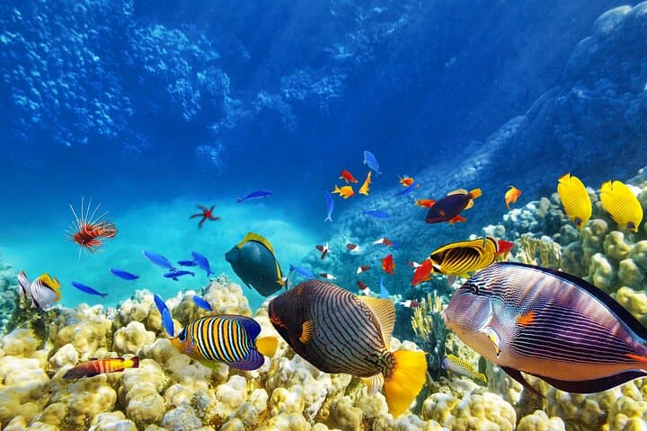 Atlantis Submarine Private Tour in Bridgetown — Dive 150 ft Beneath Barbados Reefs photo 2