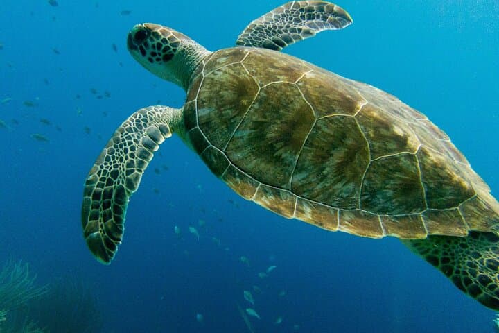 Atlantis Submarine Private Tour in Bridgetown — Dive 150 ft Beneath Barbados Reefs photo 3