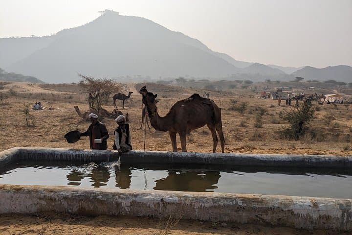 Walking Pushkar: Guided Cultural Walk Around Pushkar Lake & Temples photo 4