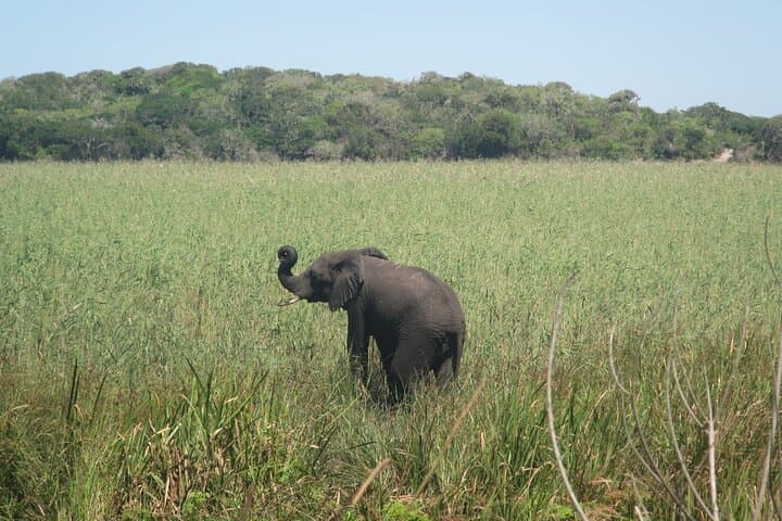 Maputo National Park Private Safari Day Tour — Elephants, Hippos & Lake Xinguti Lunch photo 3