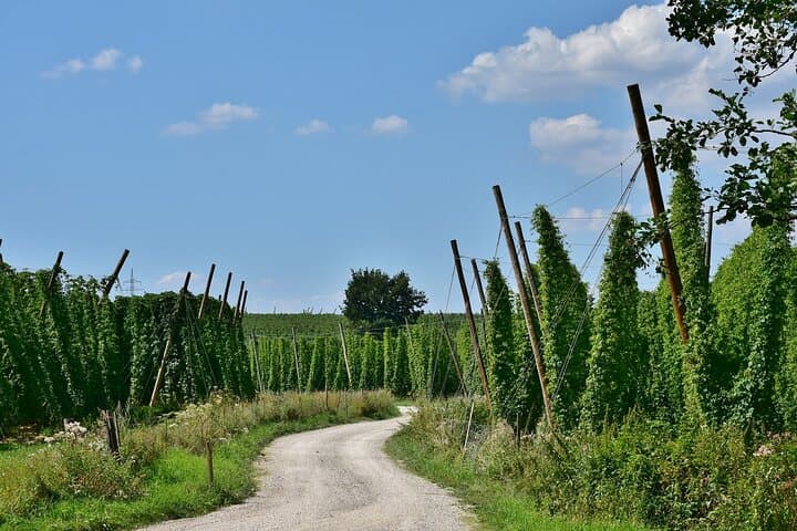 Hallertau Hop Harvest Experience: Museum, Farm Tour & Brewery Lunch photo 2