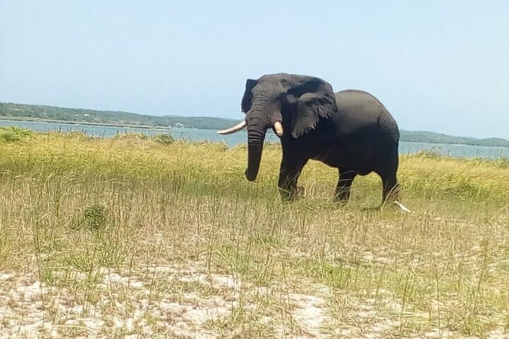 Private Full-Day Kruger Safari from Maputo — Big Five Game Drive photo 2