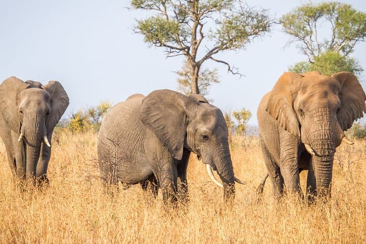 Private Full-Day Kruger Safari from Maputo — Big Five Game Drive photo 4