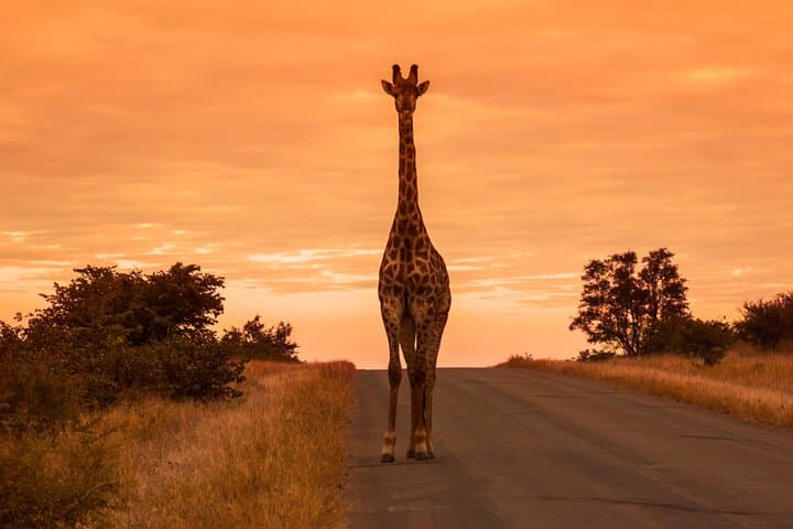 Private Full-Day Kruger Safari from Maputo — Big Five Game Drive photo 6