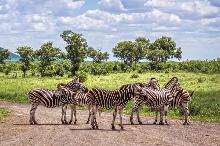 Private Full-Day Kruger Safari from Maputo — Big Five Game Drive