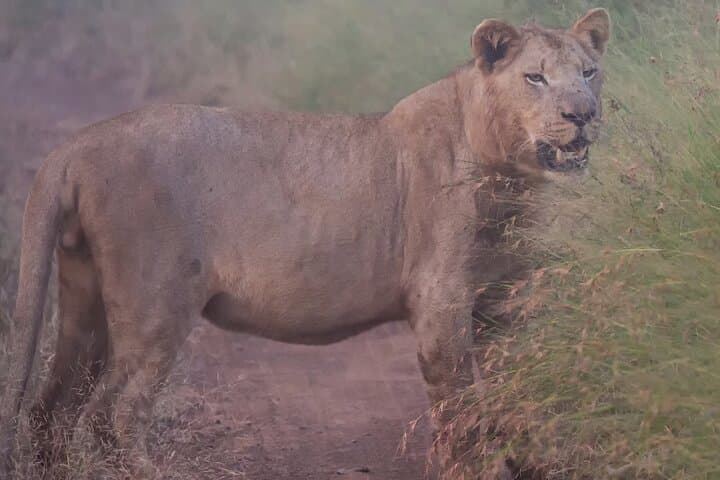 Full-Day Hlane Royal National Park Safari from Maputo — Eswatini Wildlife Drive photo 2