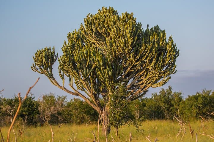 Full-Day Hlane Royal National Park Safari from Maputo — Eswatini Wildlife Drive photo 3