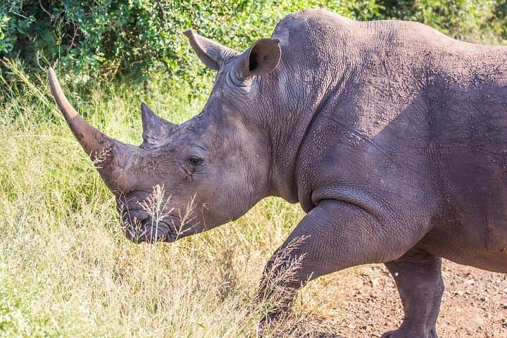 Full-Day Hlane Royal National Park Safari from Maputo — Eswatini Wildlife Drive photo 4