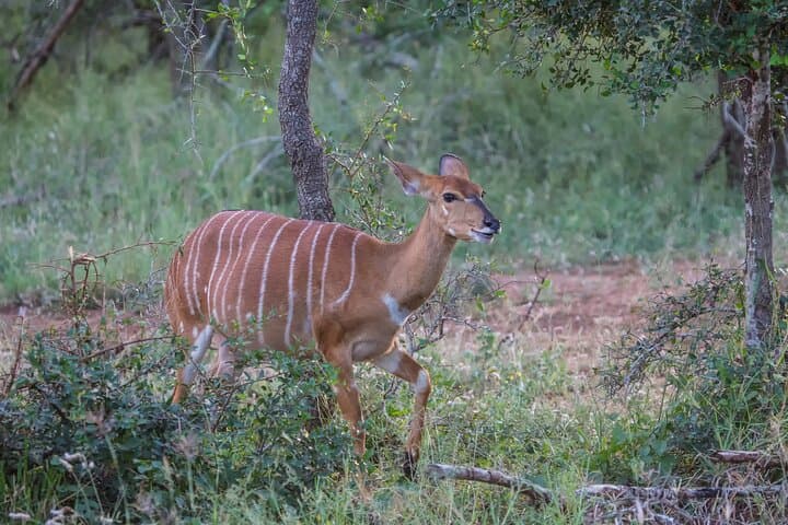 Full-Day Hlane Royal National Park Safari from Maputo — Eswatini Wildlife Drive photo 5