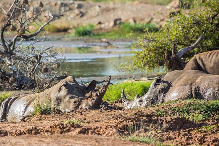 Full-Day Hlane Royal National Park Safari from Maputo — Eswatini Wildlife Drive photo 6