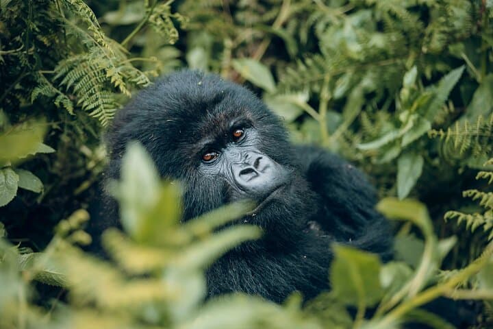 Gorilla Trekking in Rwanda: 1-Day Volcanoes National Park Safari
