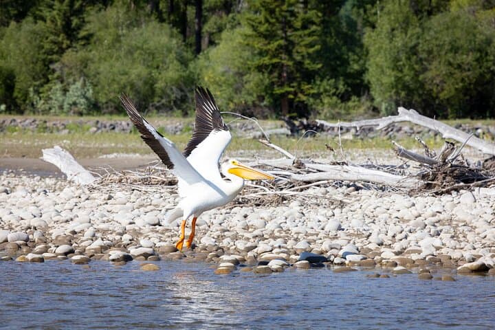 Snake River Scenic Float: Grand Teton Views from Jackson Hole photo 5