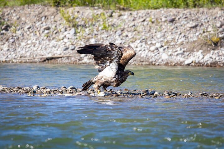 Snake River Scenic Float: Grand Teton Views from Jackson Hole photo 6