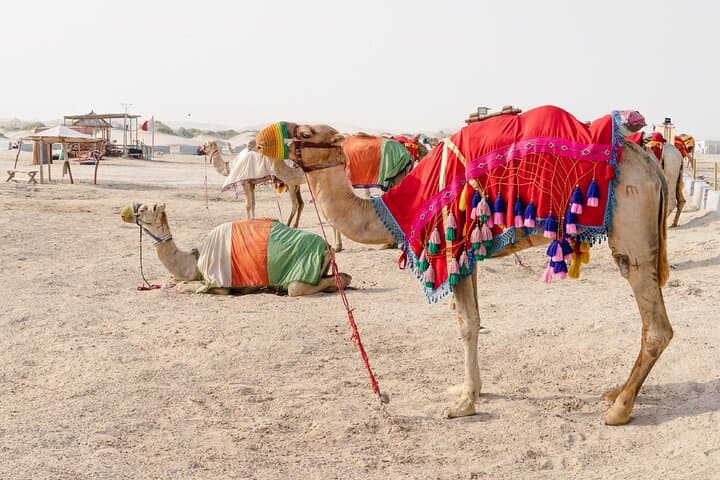 Doha Half-Day Desert Safari — Dune Bashing, Camel Ride & Sand Boarding