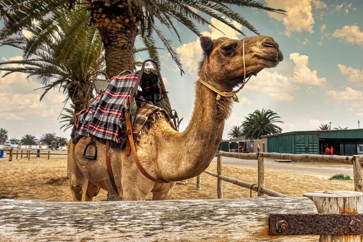 Doha Half-Day Desert Safari — Dune Bashing, Camel Ride & Sand Boarding photo 6