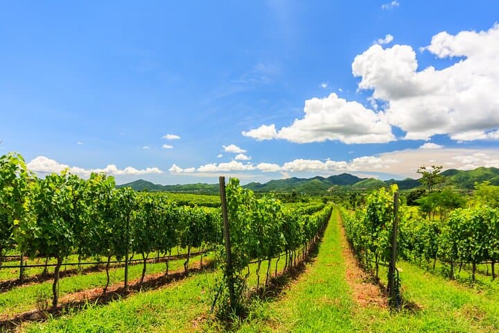 Sip Through the Hua Hin Hills: Private Monsoon Valley Vineyard Wine Tour photo 2