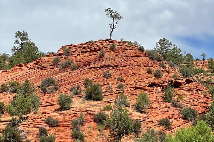 Drive East Zion's Hidden Treasures: 4-Hour UTV Tour photo 6