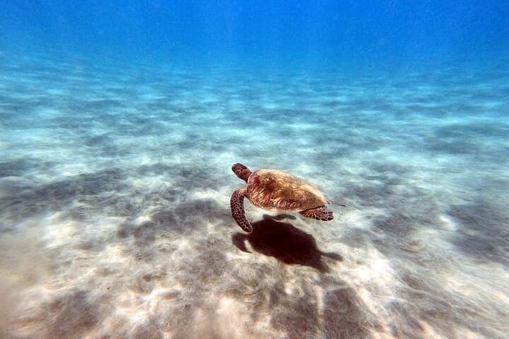 Ka'anapali Shore Dives: Certified Scuba Adventure in West Maui photo 5