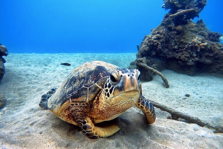 Beginner Scuba Diving in West Maui — Shore Dives with Turtles & Reef Life photo 4