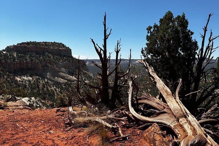 Drive East Zion's Hidden Treasures: 4-Hour UTV Tour photo 5