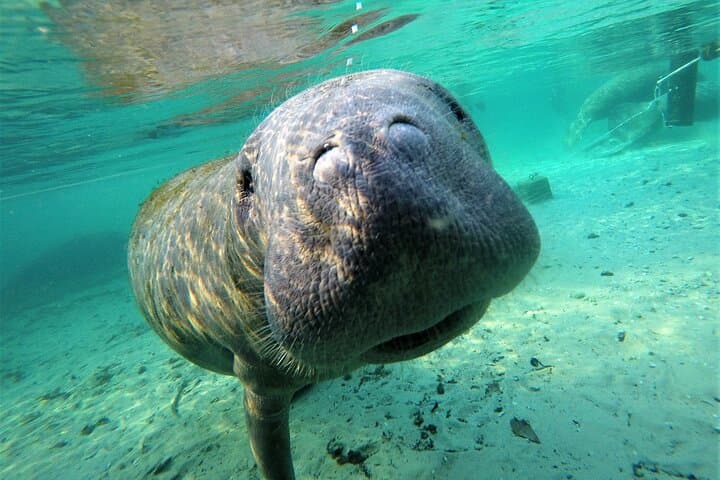 Crystal River Manatee Swim Tour: 3-Hour Guided Snorkel with Kings Bay Manatees photo 4