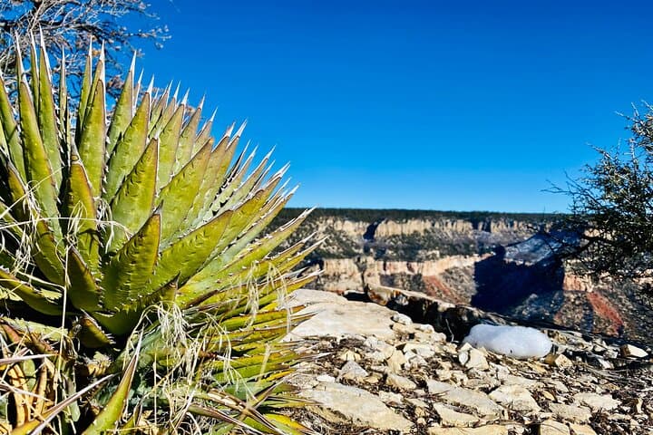 Explore the North Rim: Full-Day UTV Adventure to Grand Canyon Overlooks photo 6