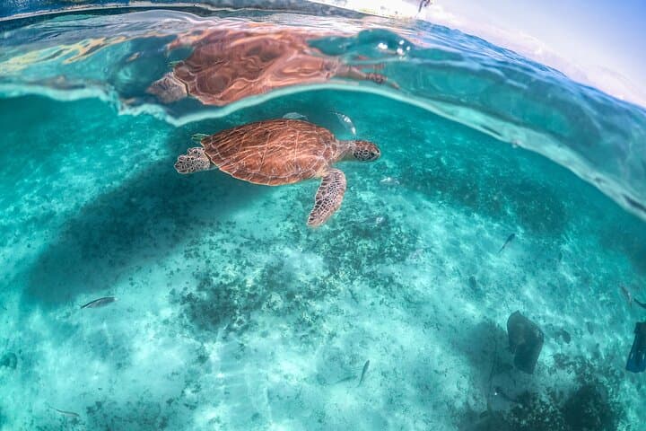 Snorkel with Turtles at Akumal Beach — Half-Day Tour from Playa del Carmen photo 4