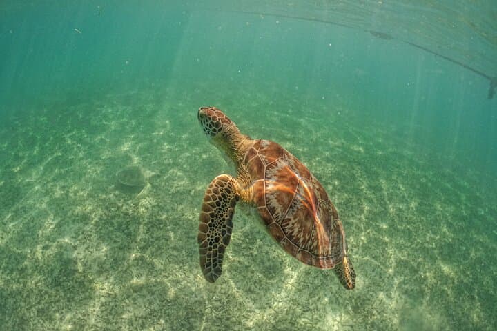 Akumal Beach Turtle Snorkel: Half-Day From Tulum photo 6