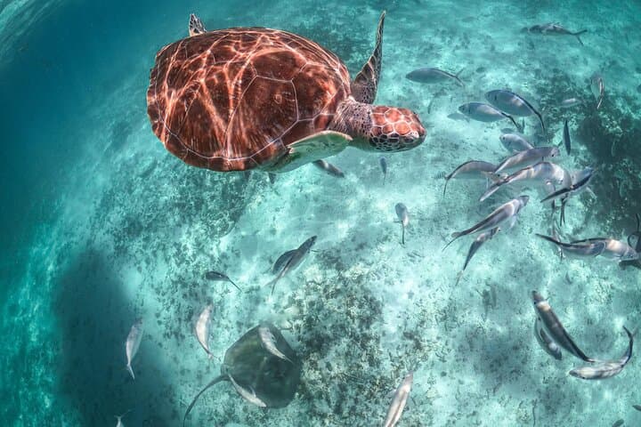 Akumal Half-Day Turtle Snorkel — Swim with Sea Turtles and Relax on the Beach photo 5