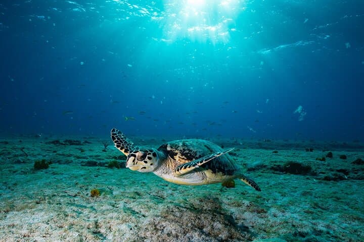 Turtle and Shipwreck Snorkel: Private Carlisle Bay Cruise in Barbados