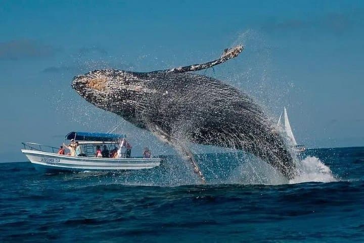 Samaná Bay Whale Watching and Cayo Levantado (Bacardi Island) — Full-Day Wildlife & Beach Excursion photo 2
