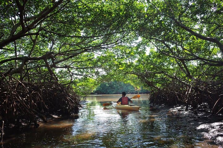 Purple Island Mangroves Kayaking: Private Day Trip from Doha photo 5