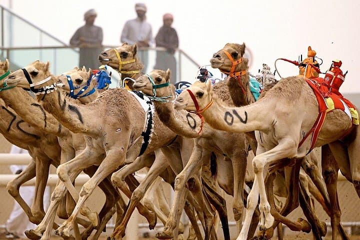 Private Tour: Sheikh Faisal Museum & Al Shahaniya Camel Racing Track — Doha Day Trip