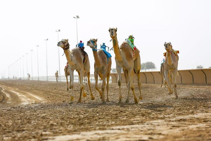 Private Tour: Sheikh Faisal Museum & Al Shahaniya Camel Racing Track — Doha Day Trip photo 5