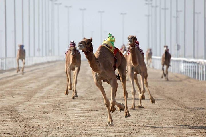 Private Tour: Sheikh Faisal Museum & Al Shahaniya Camel Racing Track — Doha Day Trip photo 6