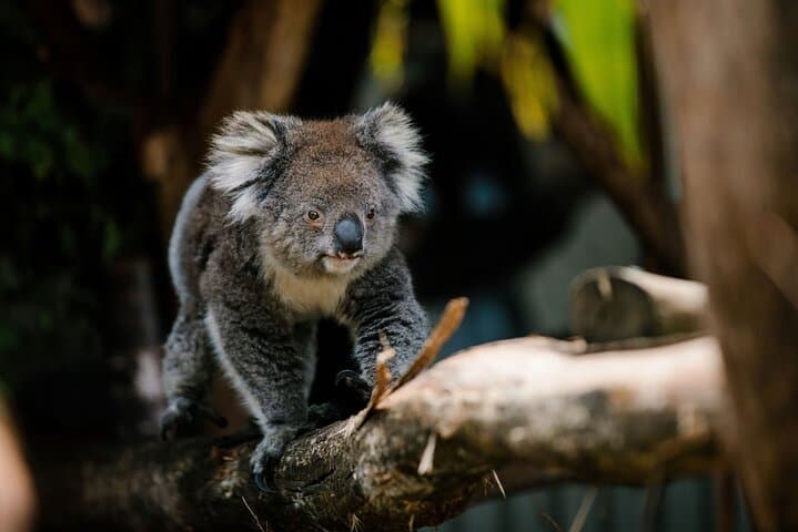 Wings Wildlife Park Shuttle — Burnie Shore Excursion to See Tasmanian Devils & Koalas photo 4
