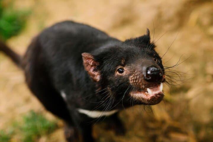 Wings Wildlife Park Shuttle — Burnie Shore Excursion to See Tasmanian Devils & Koalas photo 5