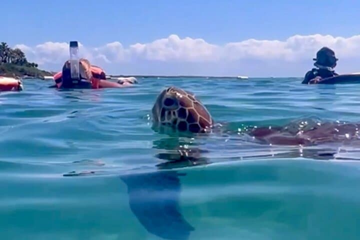 Snorkel with Akumal turtles and private cenotes — full-day from Playa del Carmen