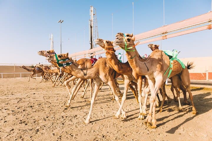 Private West Qatar Tour: Mushroom Rocks, Zekreet Fort, Camel Racing & Richard Serra photo 2