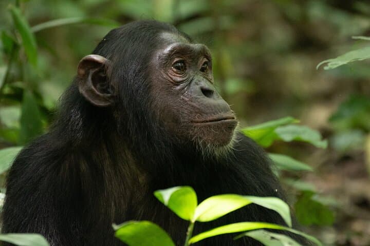 Ngamba Island Chimpanzee Day Tour — Boat Cruise, Feeding & Nature Trails