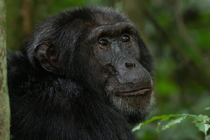 Ngamba Island Chimpanzee Day Tour — Boat Cruise, Feeding & Nature Trails photo 2
