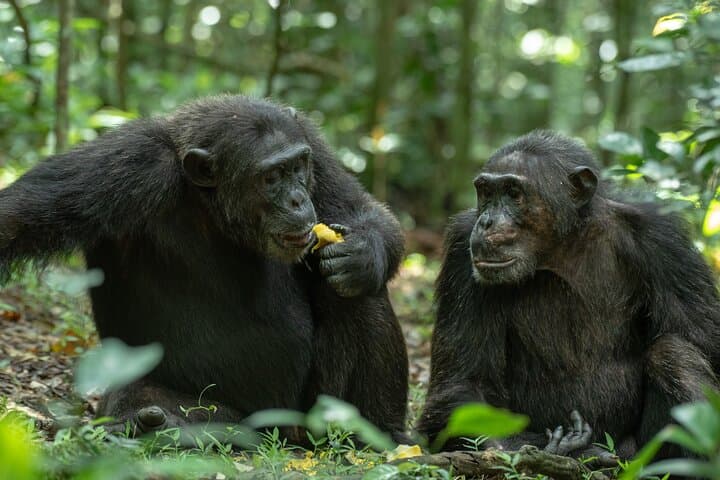 Ngamba Island Chimpanzee Day Tour — Boat Cruise, Feeding & Nature Trails photo 3