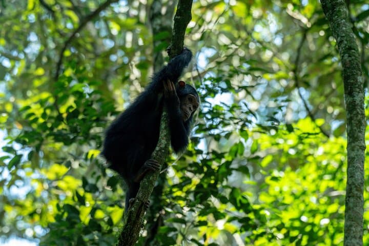 Ngamba Island Chimpanzee Day Tour — Boat Cruise, Feeding & Nature Trails photo 4